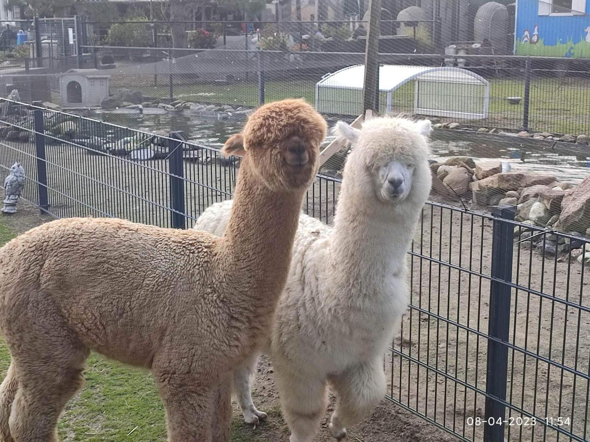 De Dierenweiden Goedereede Екстер'єр фото